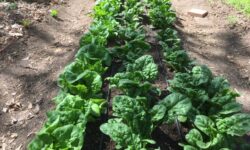 Eat More Foods With Lower Energy Density