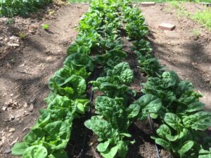 leafy greens with low energy density