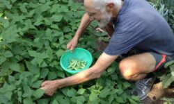 Environmentally Sustainable Healthy Food Production