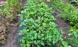Legumes Can Improve Your Health