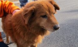 A Companion Dog Can Enrich Your Life