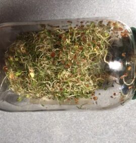 Sprouted Seeds