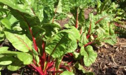 Chronic Inflammation
