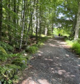 Forest Bathing